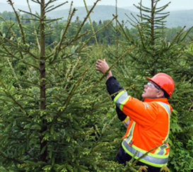 Healthy Forests | J.D. Irving, Limited - Woodlands Division: Technology ...