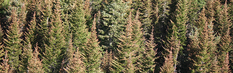 SBdeadforest_crop