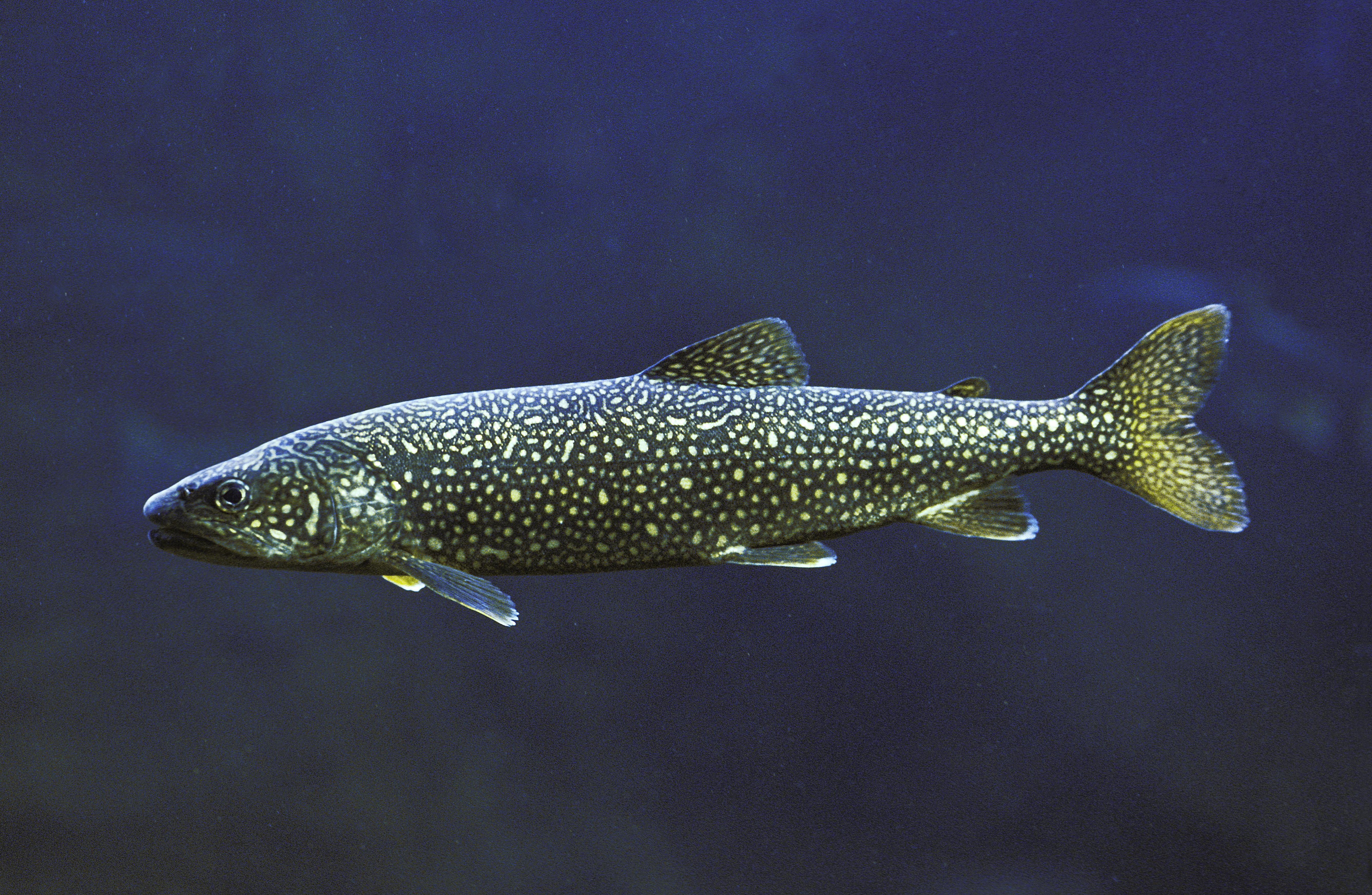 World Wetlands Day Lake Trout 2025