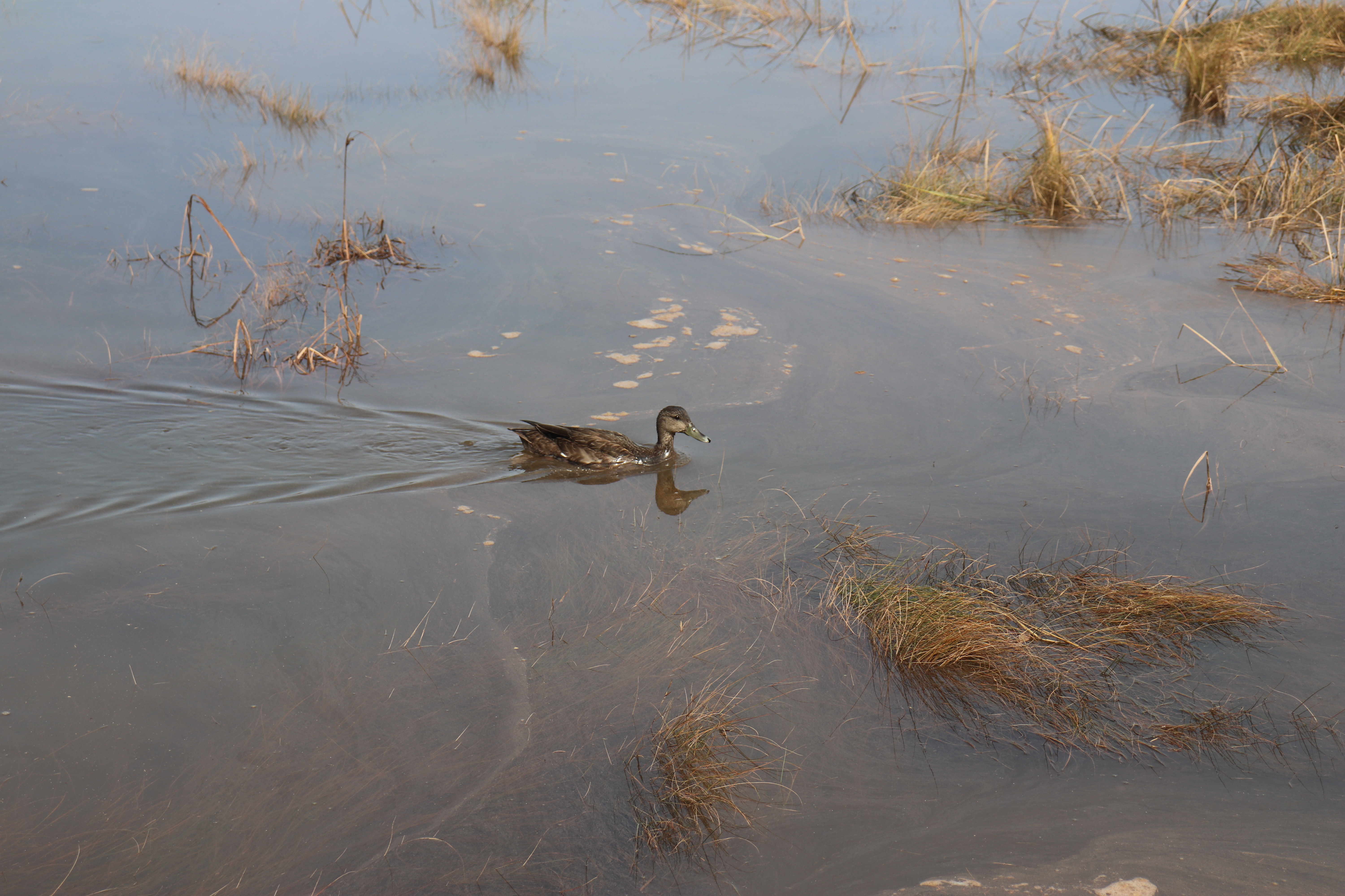 Ducks Unlimited Canada presents – Some of our wetlands' most