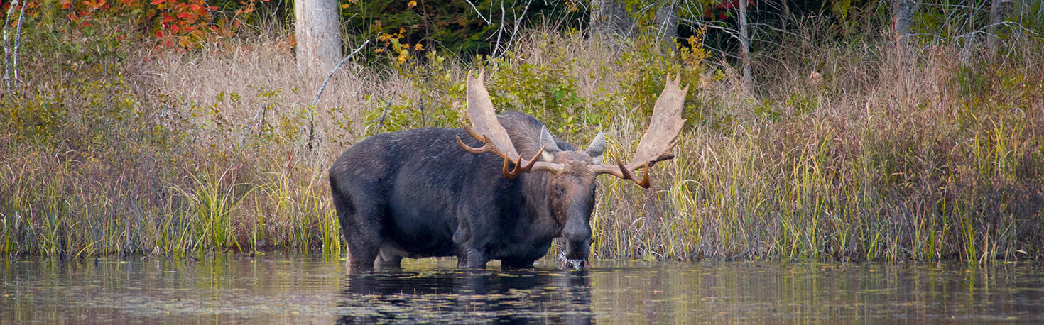 Moose_Compressed_2