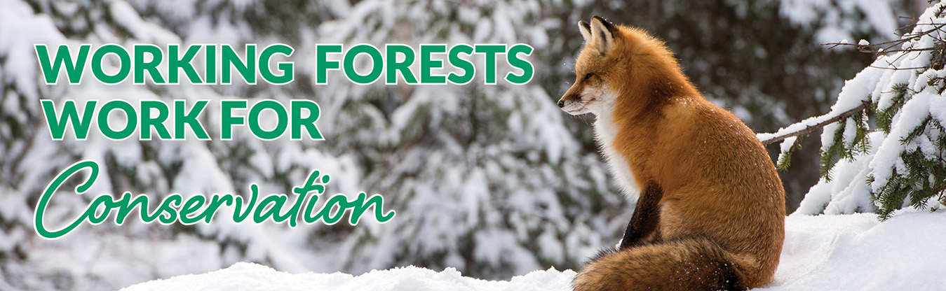 CORP - Working Forest Website Banner - Conservation - Feb 2025